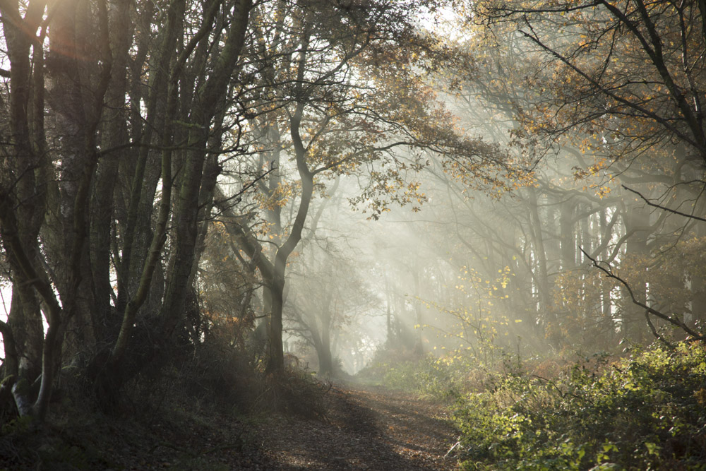 Trees, Forest and Light